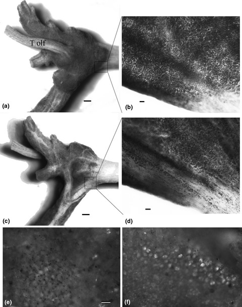 Lifelong neurogenesis in the cerebral ganglion of the Chinese mud snail, Cipangopaludina chinensis