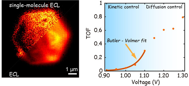 Operando Imaging of Chemical Activity on Gold Plates with Single-Molecule Electrochemiluminescence Microscopy
