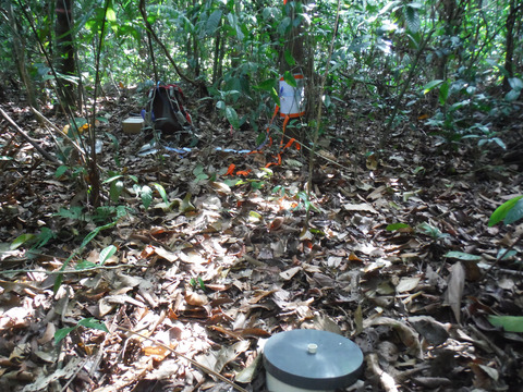 Tree stem bases are sources of CH4 and N2O in a tropical forest on upland soil during the dry to wet season transition