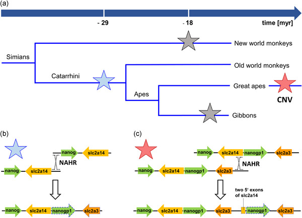 Cellular effects and clinical implications of SLC2A3 copy number variation