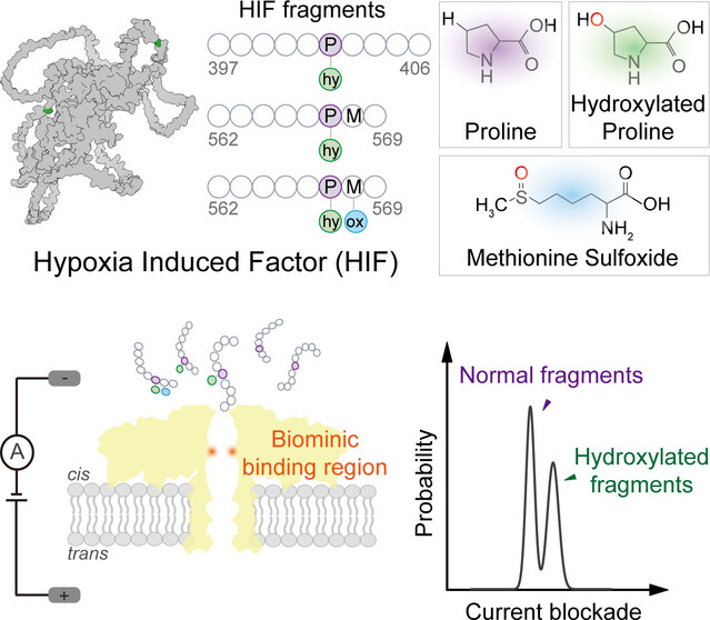 Precise Identification of Native Peptides with Posttranslational Proline Hydroxylation by Nanopore
