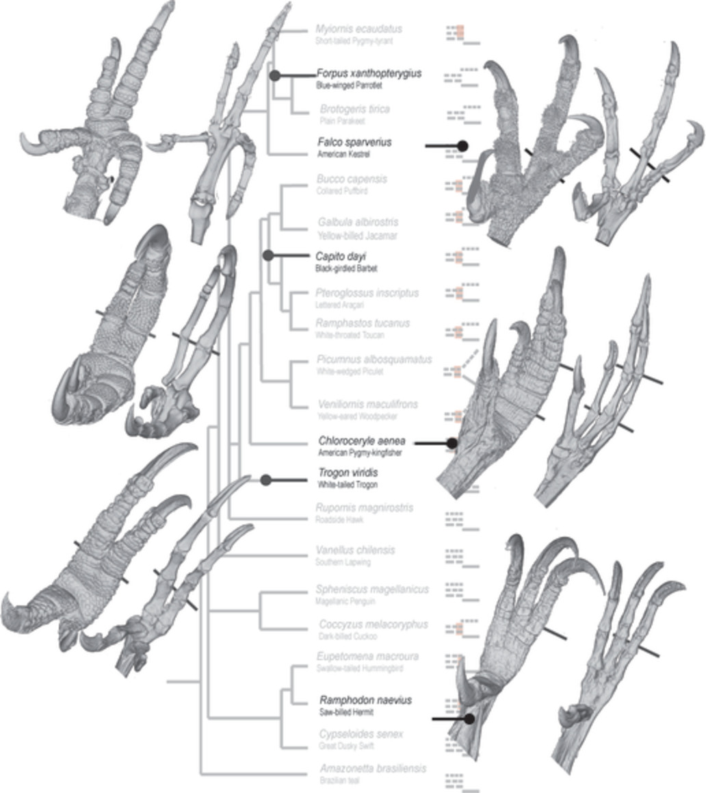The skin of birds' feet: Morphological adaptations of the plantar surface