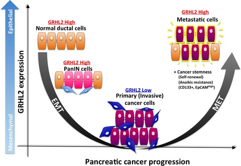 Grainyhead-like 2 (GRHL2) regulates epithelial plasticity in pancreatic cancer progression