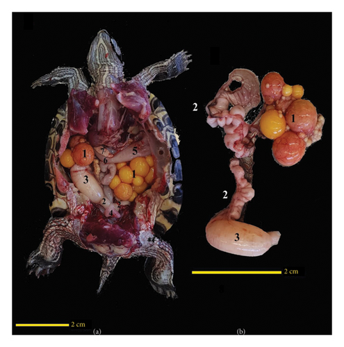 Details are in the caption following the image Details are in the caption following the image