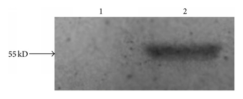 Details are in the caption following the image