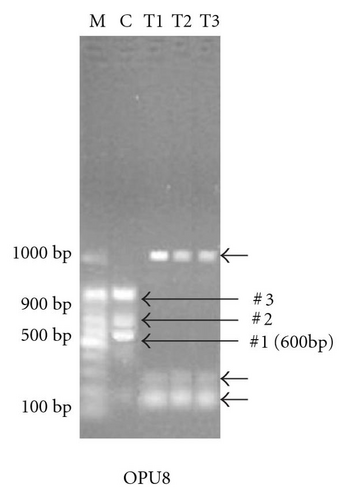 Details are in the caption following the image