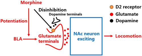 Morphine treatment enhances glutamatergic input onto neurons of the nucleus accumbens via both disinhibitory and stimulating effect