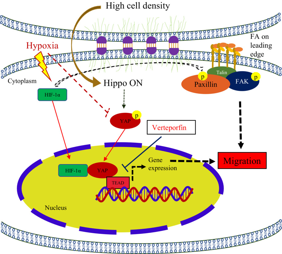 Hypoxia-induced YAP activation and focal adhesion turnover to promote cell migration in mesenchymal TNBC cells