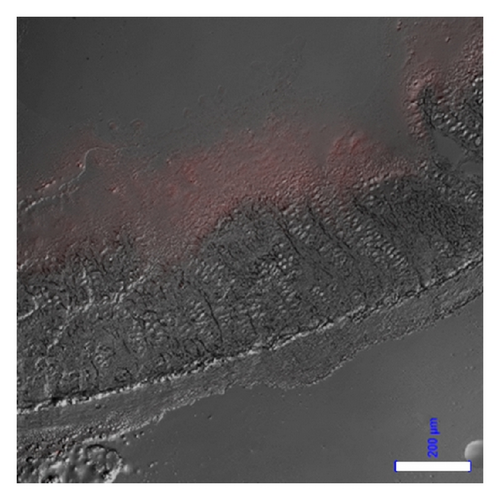 Details are in the caption following the image
