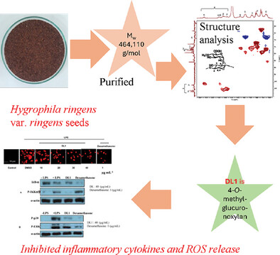 4-O-Methylglucuronoxylan from Hygrophila Ringens var. Ringens Seeds: Chemical Composition and Anti-Inflammatory Activity