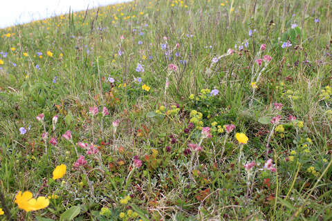Long-term vegetation changes in Nardus grasslands indicate eutrophication, recovery from acidification, and management change as the main drivers