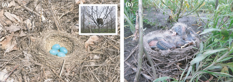 Ground nesting by arboreal American robins (Turdus migratorius)