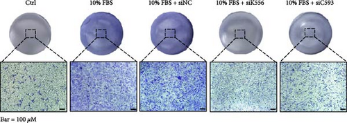 Details are in the caption following the image Details are in the caption following the image