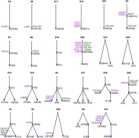 Whole-exome sequencing predicted cancer epitope trees of 23 early cervical cancers in Chinese women