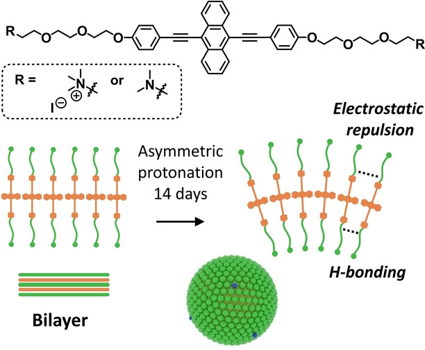 Mechanistic Insights into Curvature Formation in Synthetic Vesicles