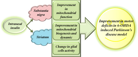Intranasal insulin improves mitochondrial function and attenuates motor deficits in a rat 6-OHDA model of Parkinson's disease