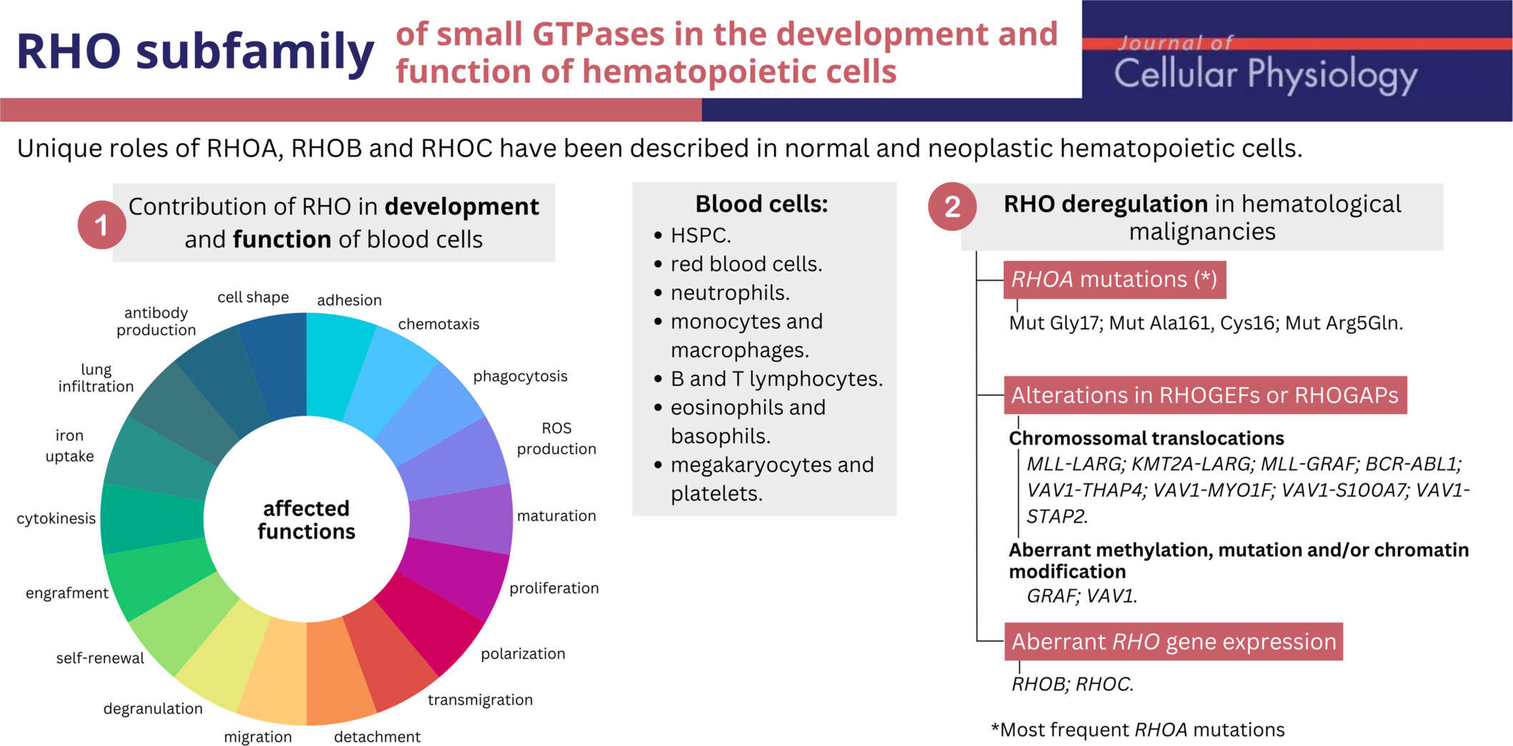 RHO subfamily of small GTPases in the development and function of hematopoietic cells