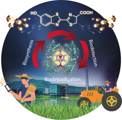 A Chemo-Enzymatic Cascade for the Smart Detection of Nitro- and Halogenated Phenols