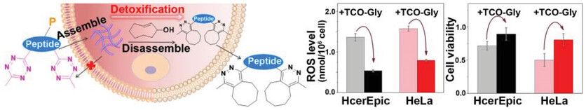 Bioorthogonal Disassembly of Tetrazine Bearing Supramolecular Assemblies Inside Living Cells