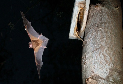 Dispersal and group formation dynamics in a rare and endangered temperate forest bat (Nyctalus lasiopterus, Chiroptera: Vespertilionidae)