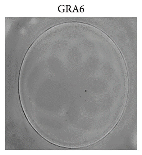 Details are in the caption following the image