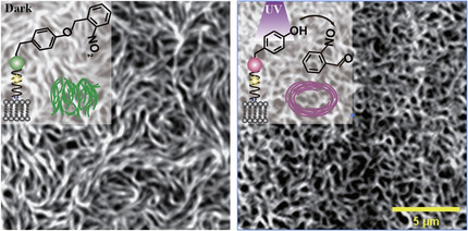 Fine-Tuning Protein Self-Organization by Orthogonal Chemo-Optogenetic Tools