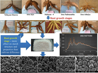 Physicochemical and Structural Properties of Starch from Cassava Roots Differing in Growing Duration and Ploidy Level