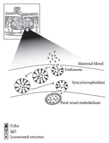 Details are in the caption following the image