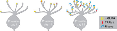 Synaptogenesis and synaptic protein localization in the postnatal development of rod bipolar cell dendrites in mouse retina