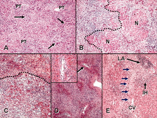 Details are in the caption following the image Details are in the caption following the image