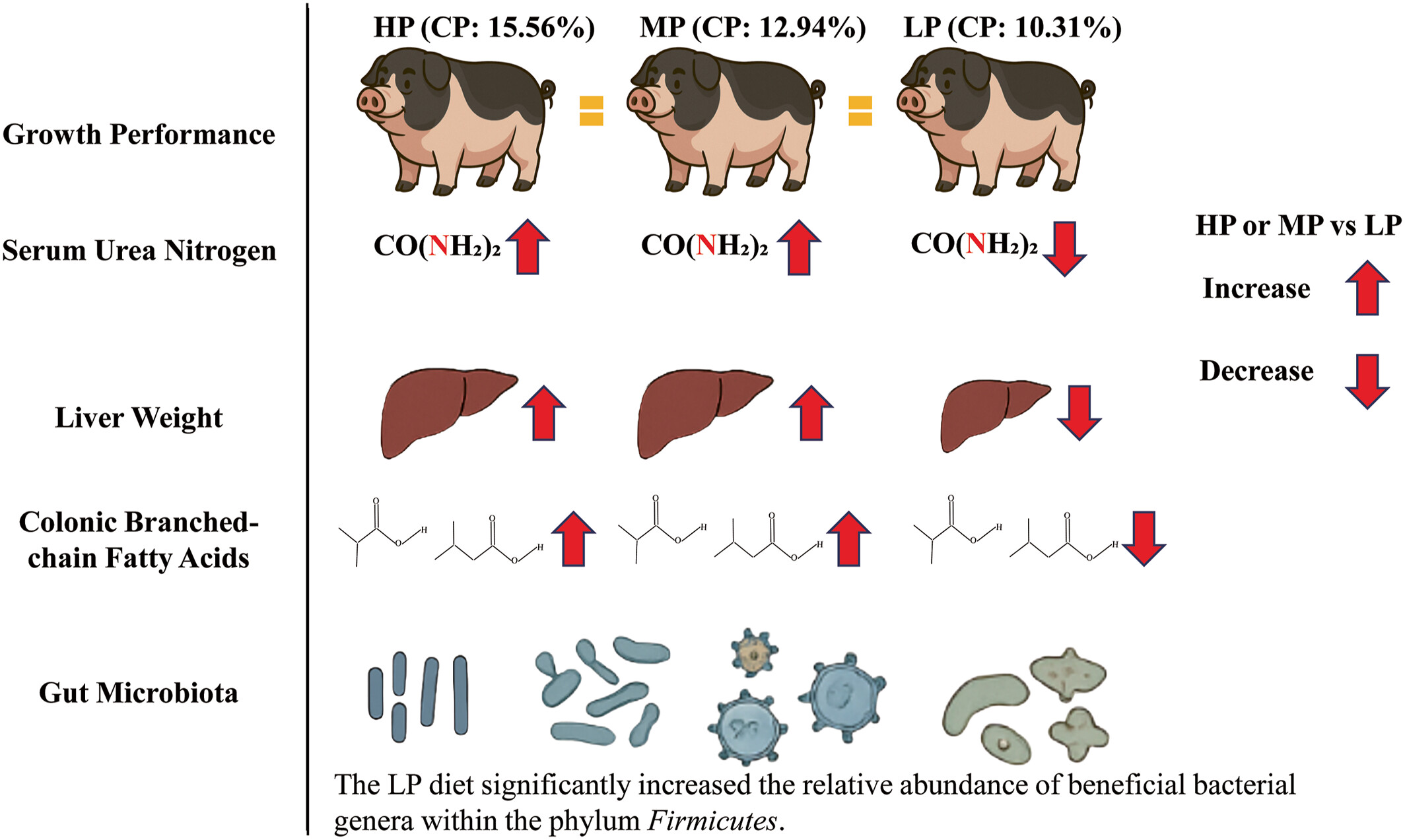 Effects of Dietary Protein Level on Growth Performance, Serum Biochemistry, Intestinal Morphology, and Intestinal Microbiota in Ningxiang Finishing Pigs Issue ,