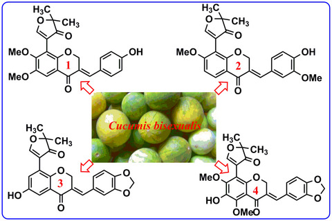 Hepatoprotective homoisoflavonoids from the fruits of Cucumis bisexualis