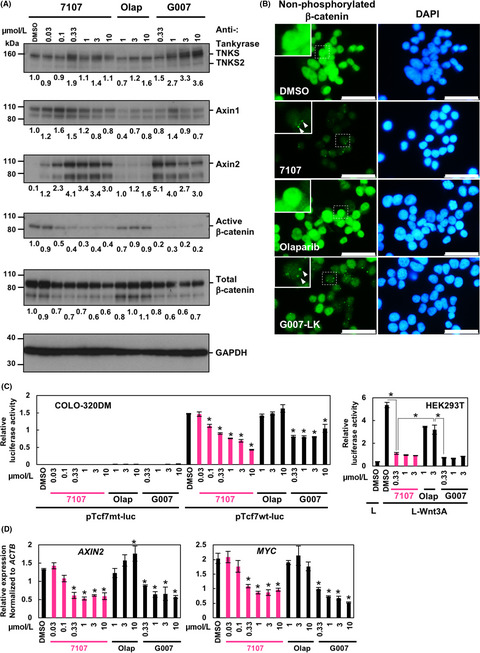 RK-287107, a potent and specific tankyrase inhibitor, blocks colorectal cancer cell growth in a preclinical model