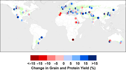 Climate change impact and adaptation for wheat protein