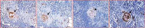 Details are in the caption following the image Details are in the caption following the image