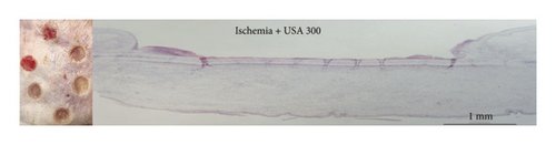 Details are in the caption following the image