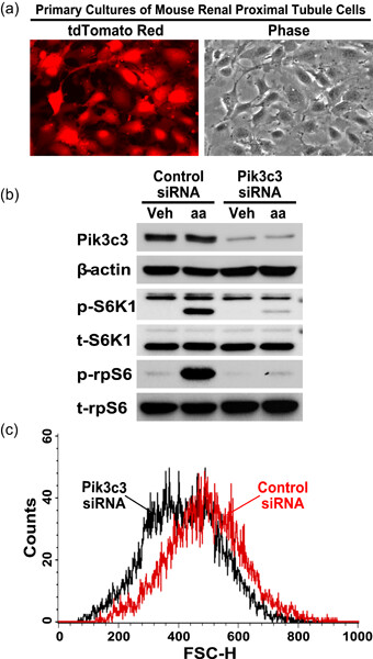 Cre/loxP approach-mediated downregulation of Pik3c3 inhibits the hypertrophic growth of renal proximal tubule cells