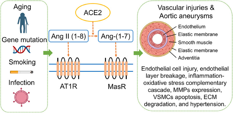Aortic aneurysm: pathophysiology and therapeutic options