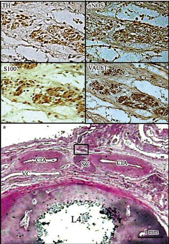 Details are in the caption following the image Details are in the caption following the image
