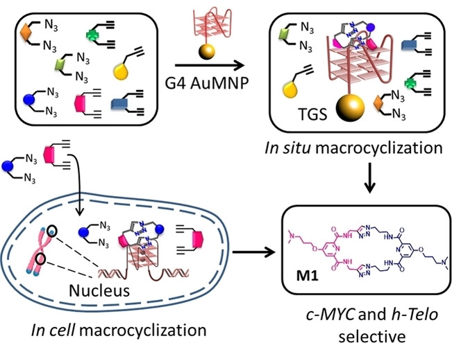 Expanding the Toolbox of Target Directed Bio-Orthogonal Synthesis: In Situ Direct Macrocyclization by DNA Templates