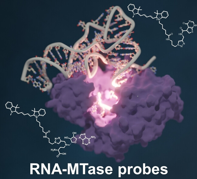 Screening fluoreszenter RNA-Methyltransferase-Sonden im Nanomolmaßstab ermöglicht die Entdeckung von METTL1-Inhibitoren