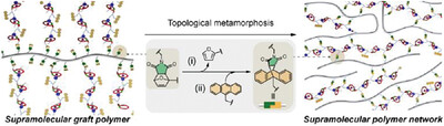 Thermo-responsive topological metamorphosis in covalent-and-supramolecular polymer architectures