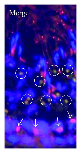 Details are in the caption following the image