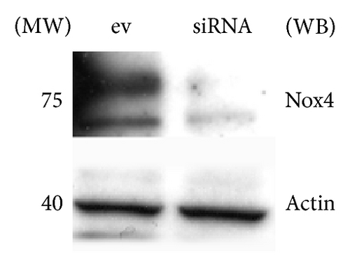 Details are in the caption following the image