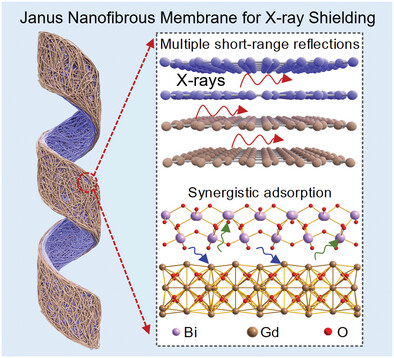 Janus Dual Self-Strengthening Structure of Bi2O3/Gd2O3 Nanofibrous Membranes for Superior X-Ray Shielding