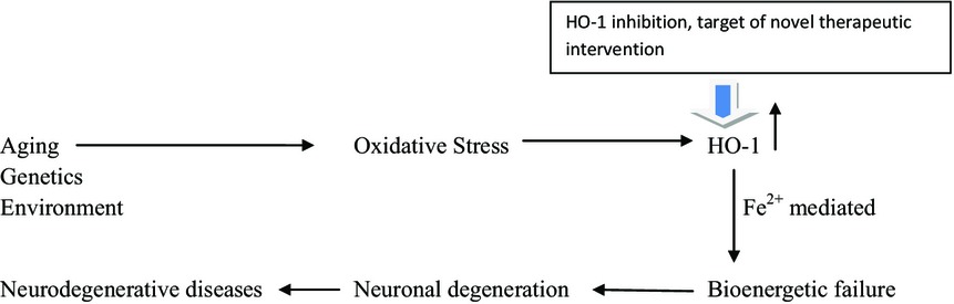 Neurotherapeutic effects of novel HO-1 inhibitors in vitro and in a transgenic mouse model of Alzheimer's disease