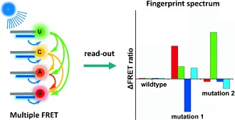 Multiplex Detection of DNA Mutations by the Fluorescence Fingerprint Spectrum Technique