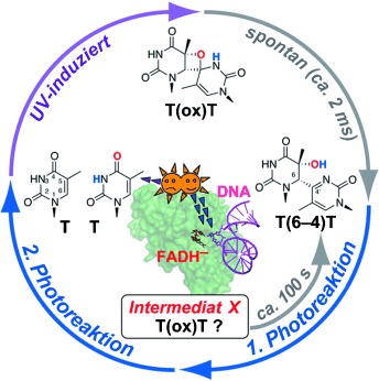 Repair of the (6–4) Photoproduct by DNA Photolyase Requires Two Photons