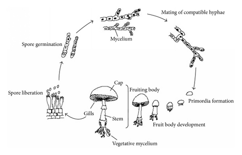 Details are in the caption following the image