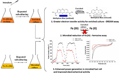 A selection strategy for enhancing exoelectrogenic consortium towards improved power generation in microbial fuel cells